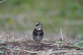 ツグミ 八国山緑地に隣接する市立北山公園 2019年4月8日(月)