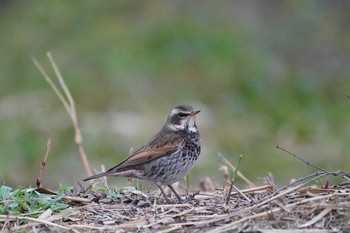 Dusky Thrush 八国山緑地に隣接する市立北山公園 Mon, 4/8/2019