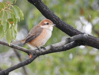 2018年1月8日(月) 福井市の野鳥観察記録