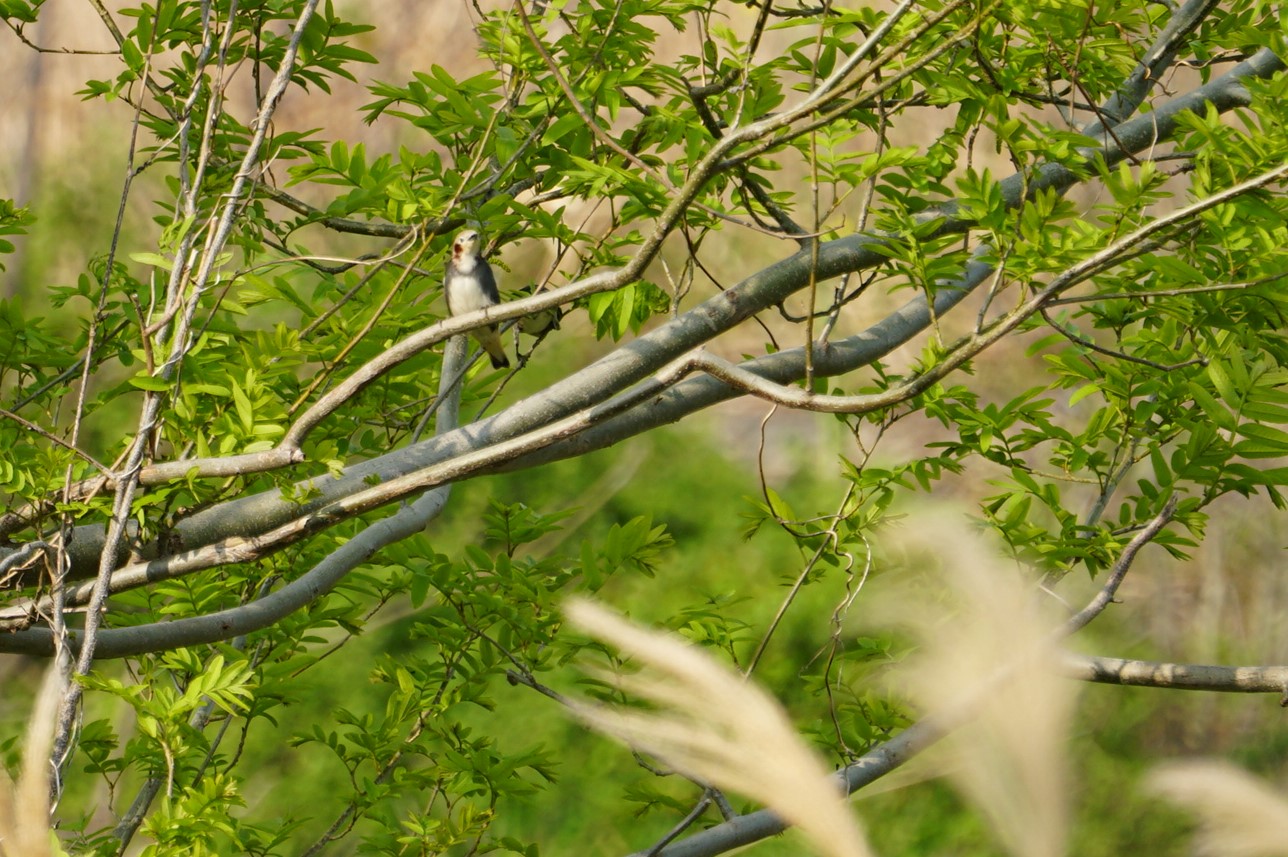 猪名川 コムクドリの写真 by マル