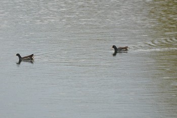 2019年4月8日(月) 猪名川の野鳥観察記録