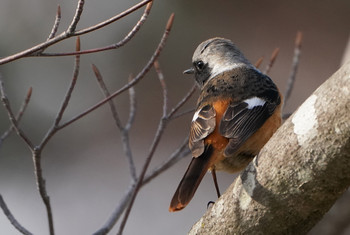 Daurian Redstart 東京都多摩地域 Tue, 4/2/2019