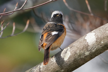 Daurian Redstart 東京都多摩地域 Tue, 4/2/2019