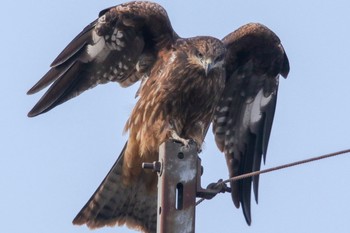 Black Kite 稲敷市甘田干拓 Sat, 12/22/2018