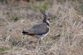 Northern Lapwing 稲敷市甘田干拓 Sat, 12/22/2018