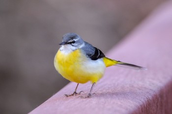 Grey Wagtail 真岡 Thu, 1/3/2019