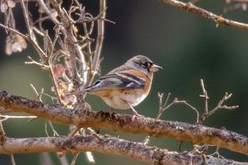 Brambling Unknown Spots Thu, 1/3/2019