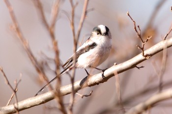 Long-tailed Tit 真岡 Thu, 1/3/2019