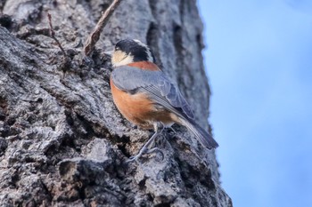 Varied Tit 真岡 Thu, 1/3/2019