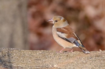 Hawfinch 井頭公園 Thu, 1/3/2019