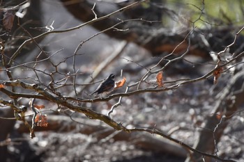 2018年1月7日(日) 明治神宮の野鳥観察記録