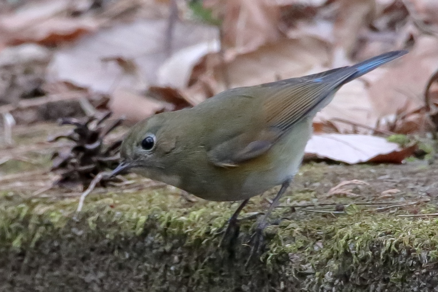 Photo of Red-flanked Bluetail at 井頭公園 by nejimakibird