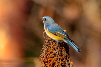 Red-flanked Bluetail 井頭公園 Thu, 1/3/2019