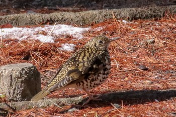 White's Thrush 真岡 Sun, 2/10/2019