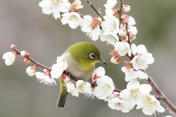 Warbling White-eye Mt. Tsukuba Sat, 3/16/2019