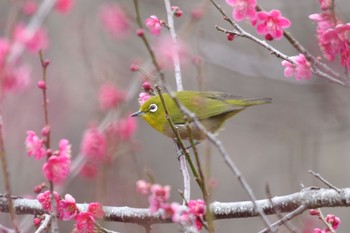 メジロ 筑波山 2019年3月16日(土)