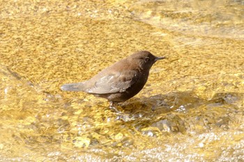 Brown Dipper 新穂高ロープウェイ Sun, 11/18/2018