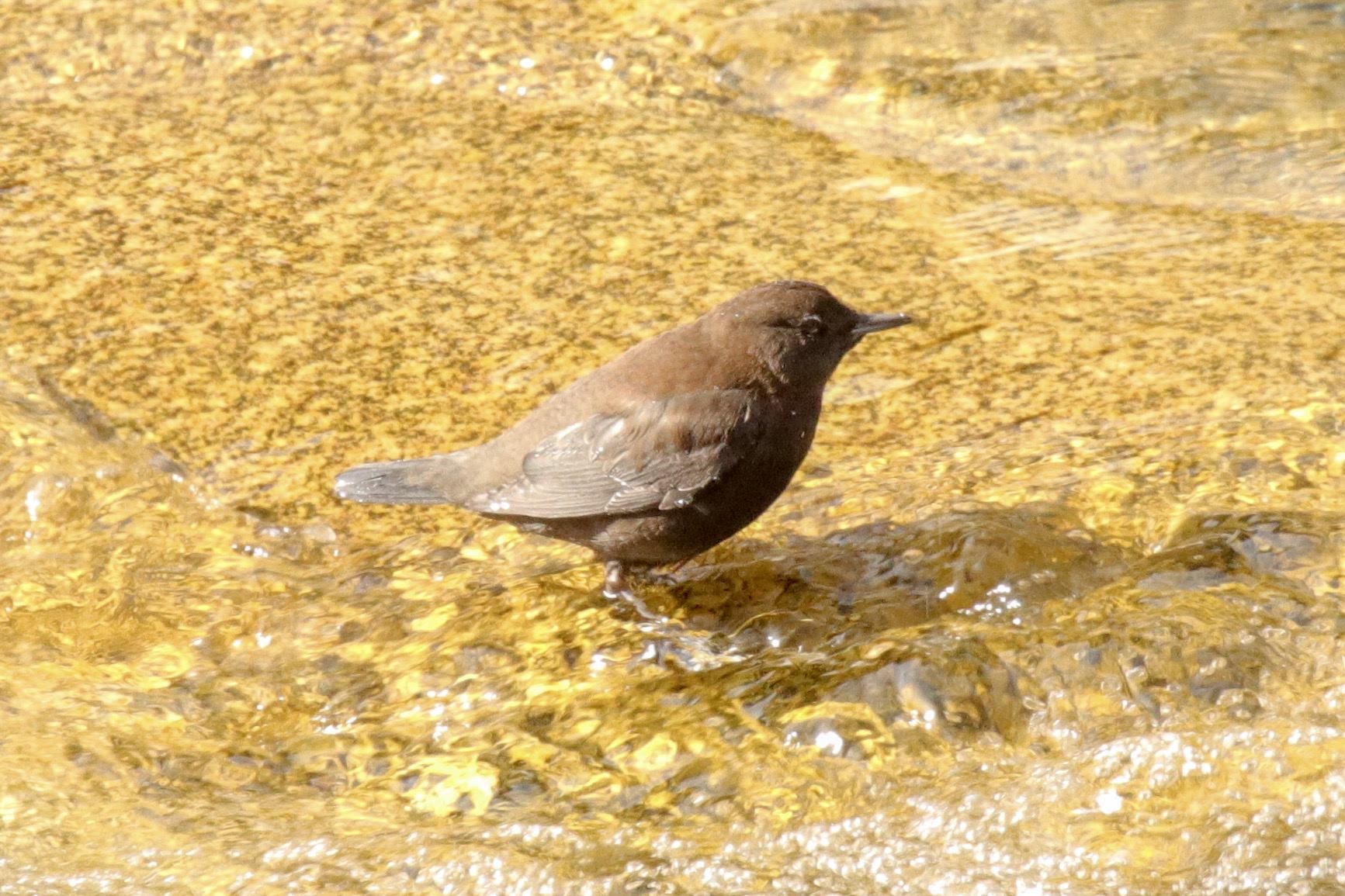 Photo of Brown Dipper at 新穂高ロープウェイ by nejimakibird