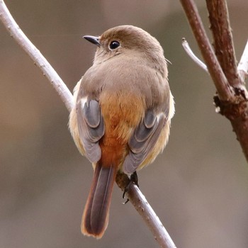 Daurian Redstart Mt. Tsukuba Sun, 12/2/2018