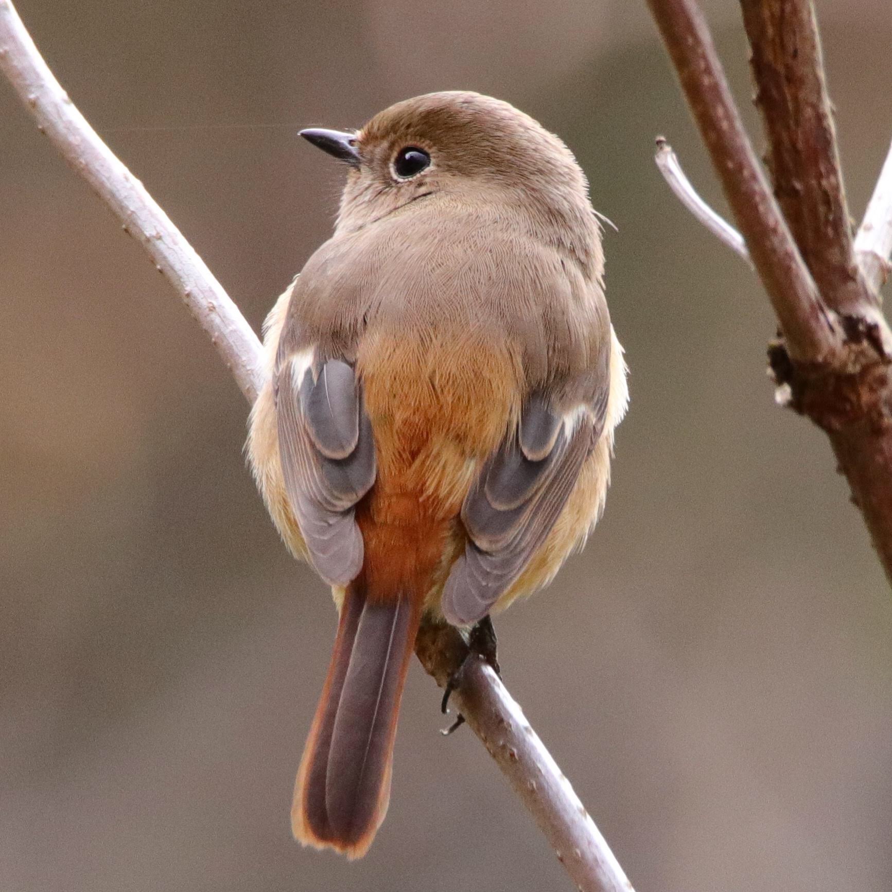 Photo of Daurian Redstart at Mt. Tsukuba by nejimakibird