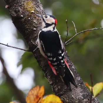 Great Spotted Woodpecker 井頭公園 Sat, 11/10/2018