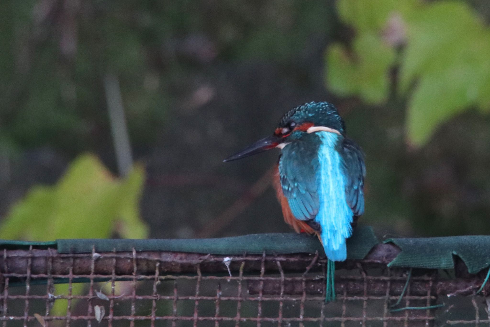 Photo of Common Kingfisher at 井頭公園 by nejimakibird