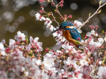 カワセミ 場所が不明 2019年4月9日(火)