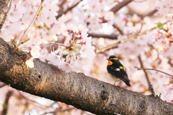 キビタキ 大阪城公園 2019年4月9日(火)