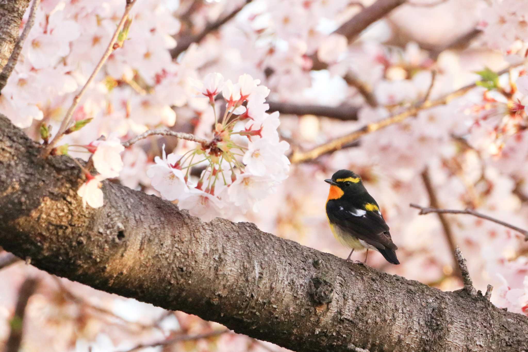 大阪城公園 キビタキの写真 by とみやん