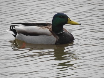 Mallard 東屯田遊水地 Tue, 4/9/2019