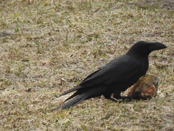 Large-billed Crow 東屯田遊水地 Tue, 4/9/2019