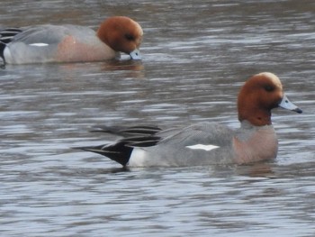 Eurasian Wigeon 東屯田遊水地 Tue, 4/9/2019