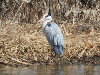 Grey Heron 東屯田遊水地 Tue, 4/9/2019