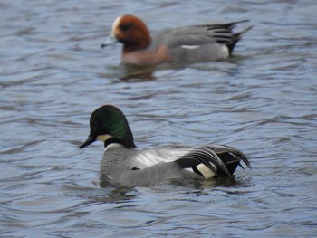 Falcated Duck 東屯田遊水地 Tue, 4/9/2019