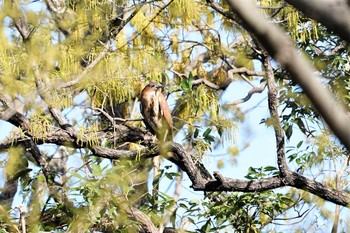 Japanese Night Heron 大麻生野鳥の森 Tue, 4/9/2019