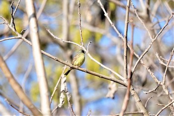 アオジ 大麻生野鳥の森 2019年4月9日(火)