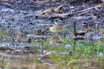 アオジ 大麻生野鳥の森 2019年4月9日(火)