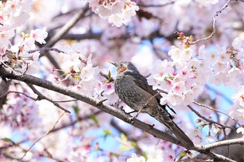 ヒヨドリ 万平公園 2019年4月9日(火)