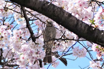 ヒヨドリ 万平公園 2019年4月9日(火)