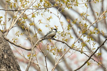 シジュウカラ 三神峯公園 2019年4月7日(日)