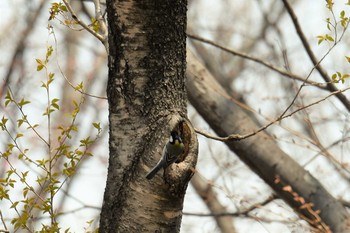 シジュウカラ 三神峯公園 2019年4月7日(日)