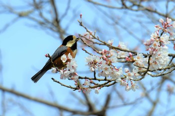 Varied Tit Aobayama Park Mon, 4/8/2019