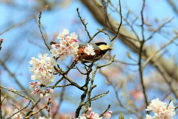 Varied Tit Aobayama Park Mon, 4/8/2019