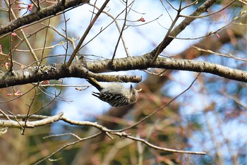 Japanese Pygmy Woodpecker Aobayama Park Mon, 4/8/2019