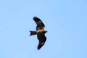 Black Kite Aobayama Park Mon, 4/8/2019