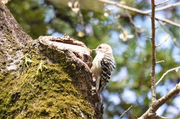 Japanese Pygmy Woodpecker Aobayama Park Mon, 4/8/2019