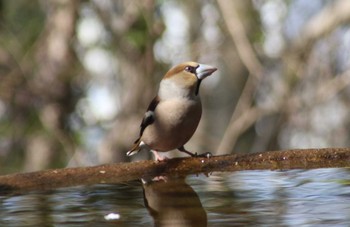 シメ 弘法山公園 2019年4月6日(土)