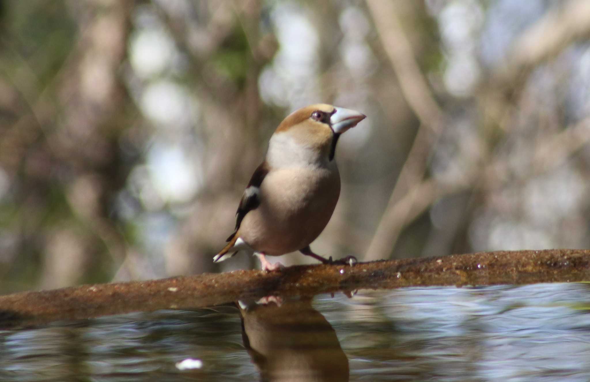 Photo of Hawfinch at Koboyama Park by HISA HISA