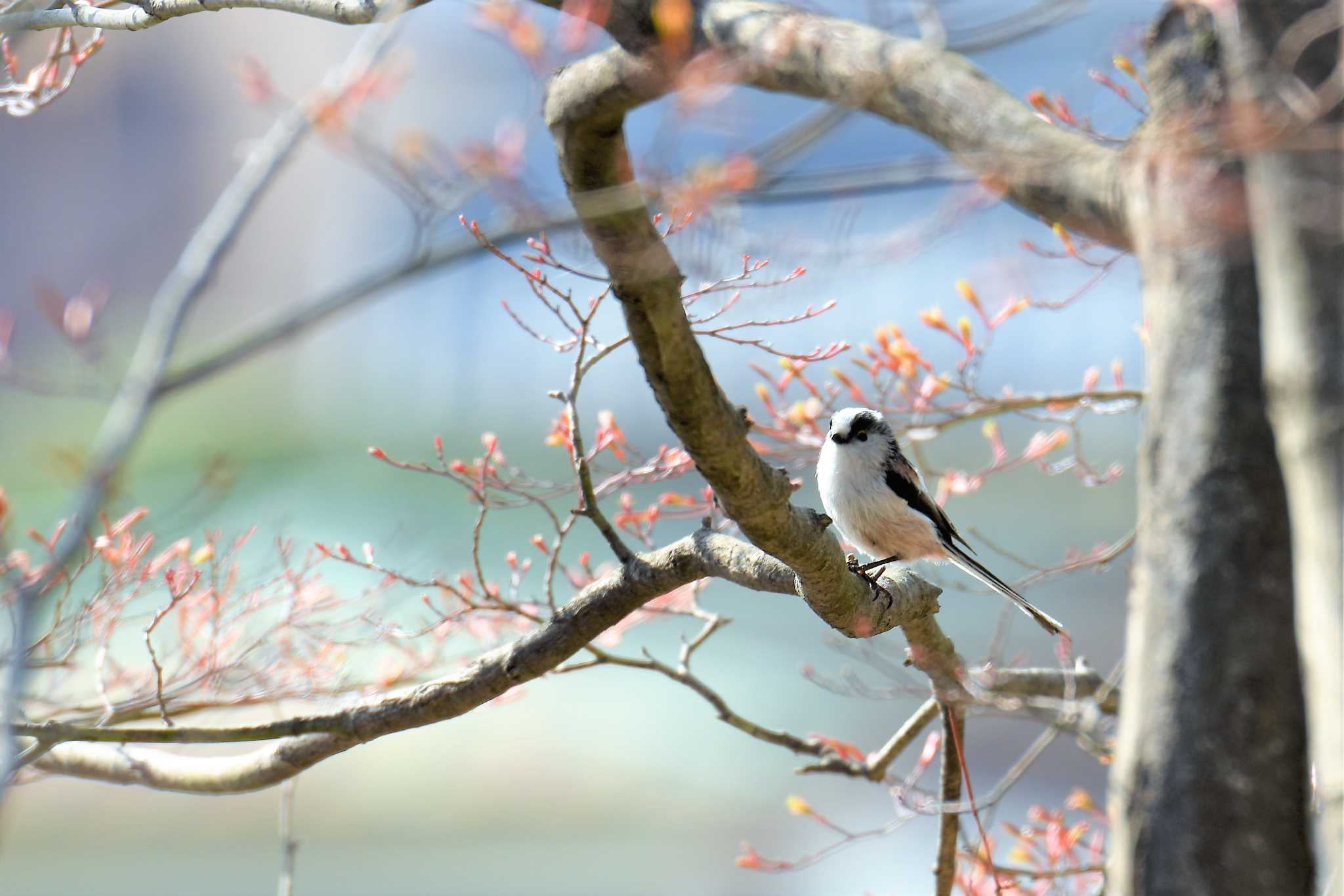 桜ケ岡公園 エナガの写真 by もちもちもっち～@ニッポン城めぐり中