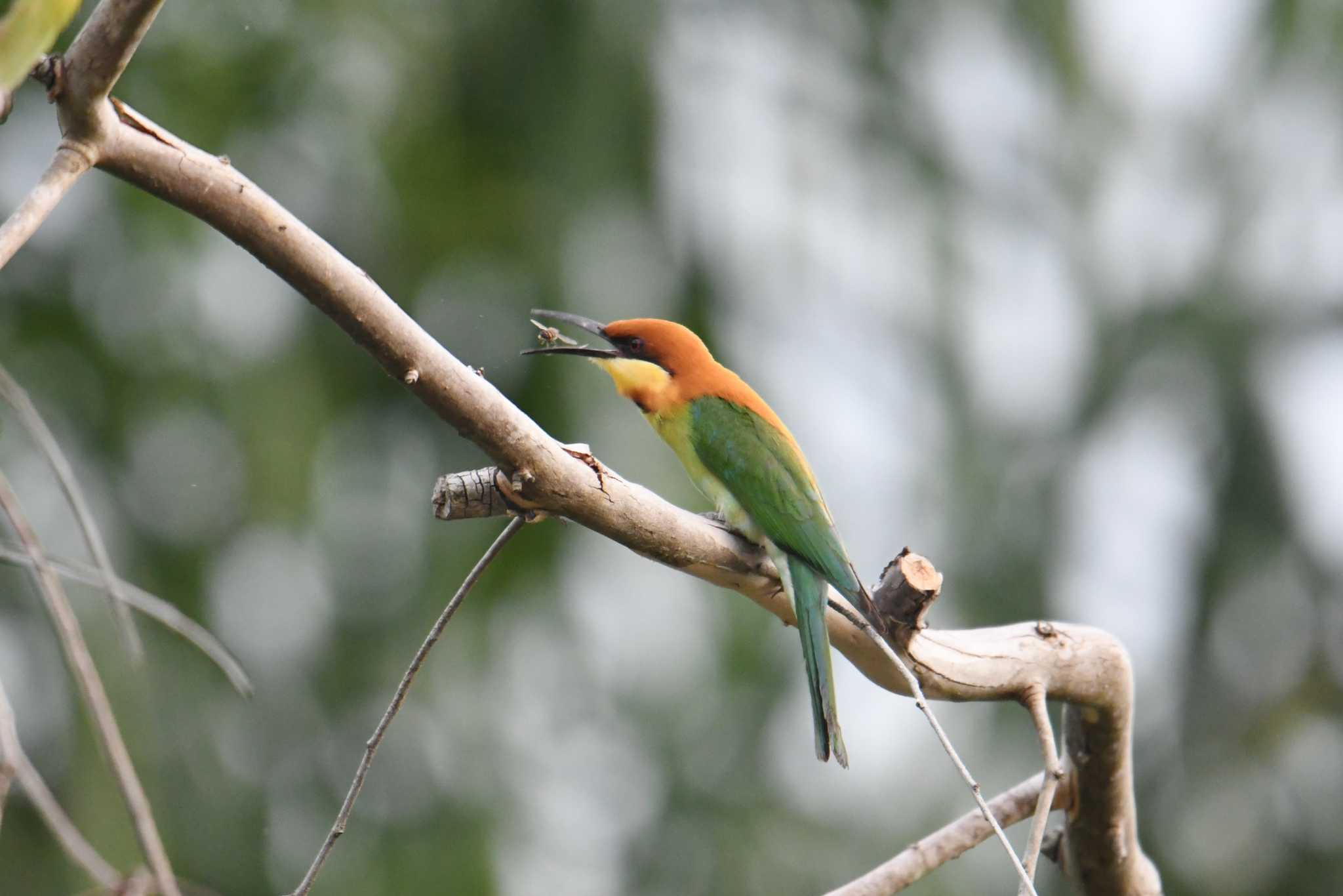 Chestnut-headed Bee-eater